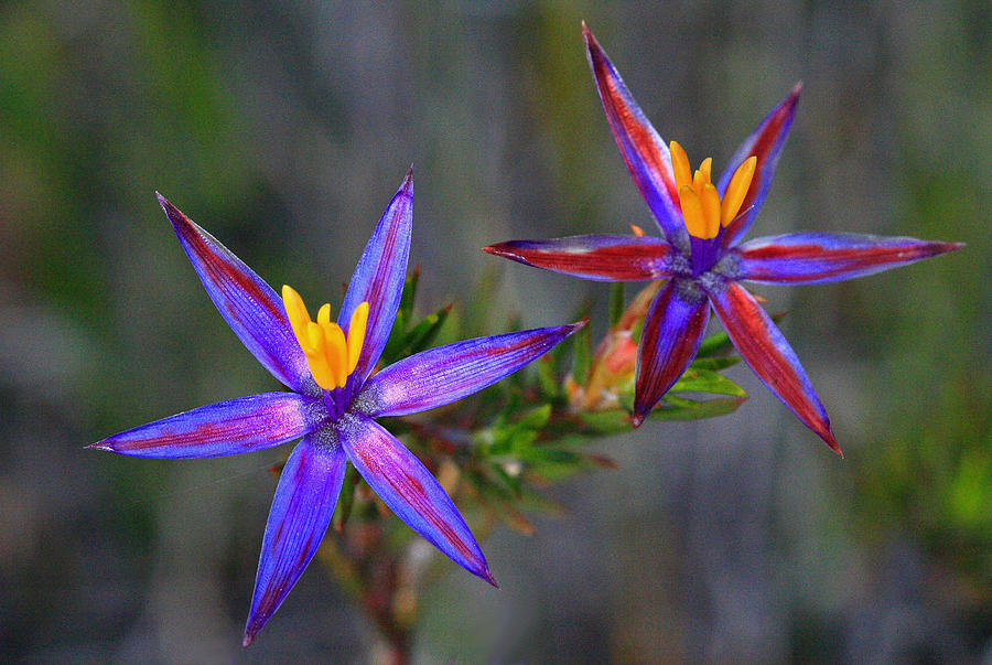 Calytrix 3A -Starflower Photograph by Tony Brown