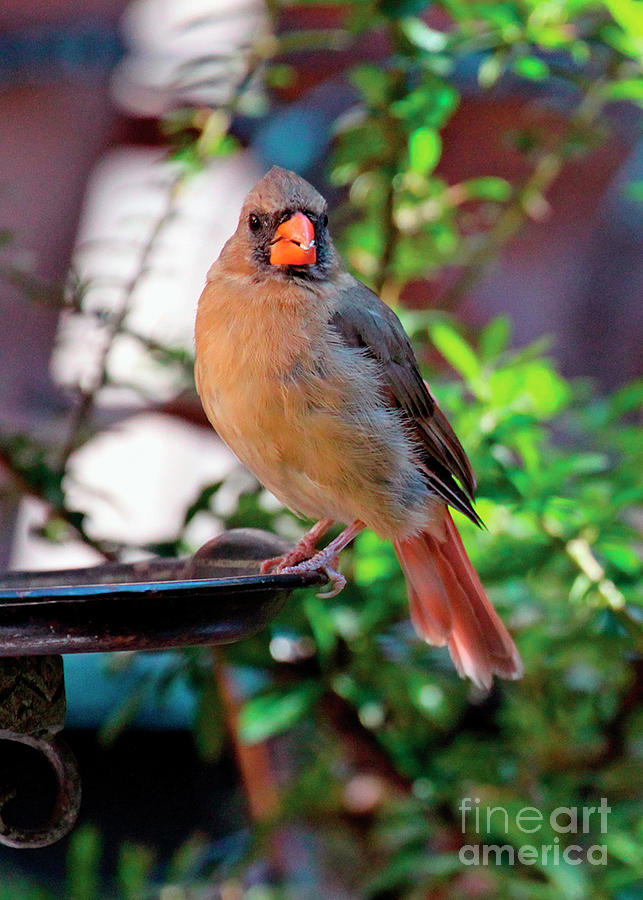 Cam, a Female Cardinal Photograph by Patricia Youngquist