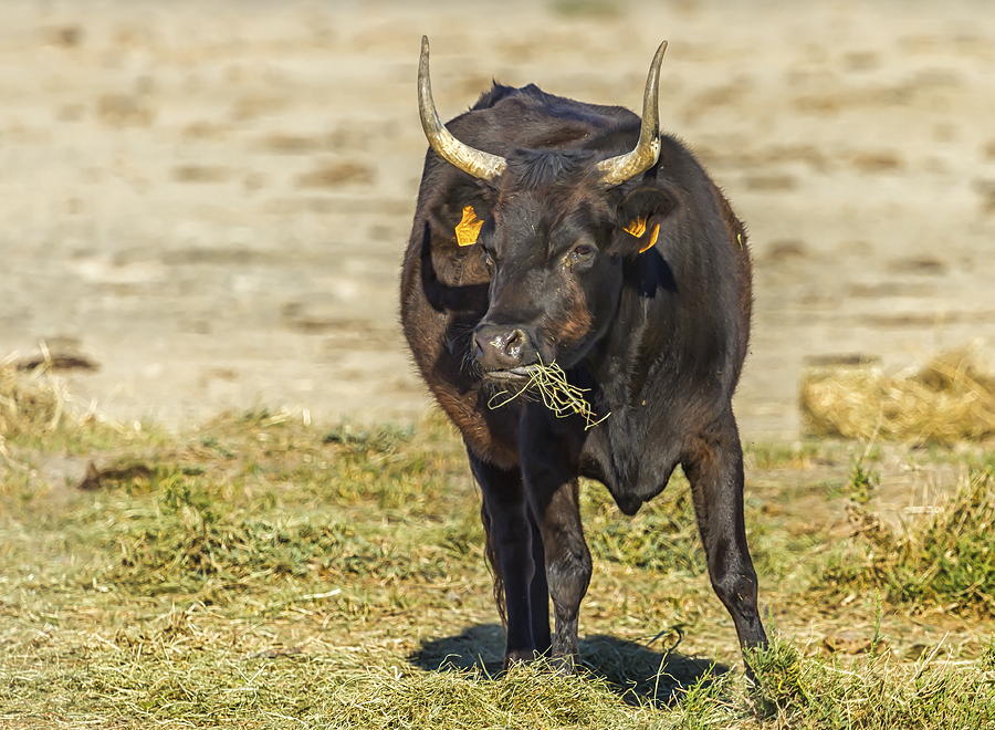 Camargue cattle breed Photograph by Elenarts - Elena Duvernay photo