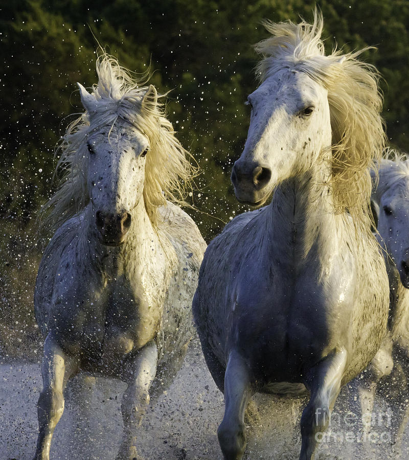 Camargue Spray Photograph by Carol Walker - Fine Art America