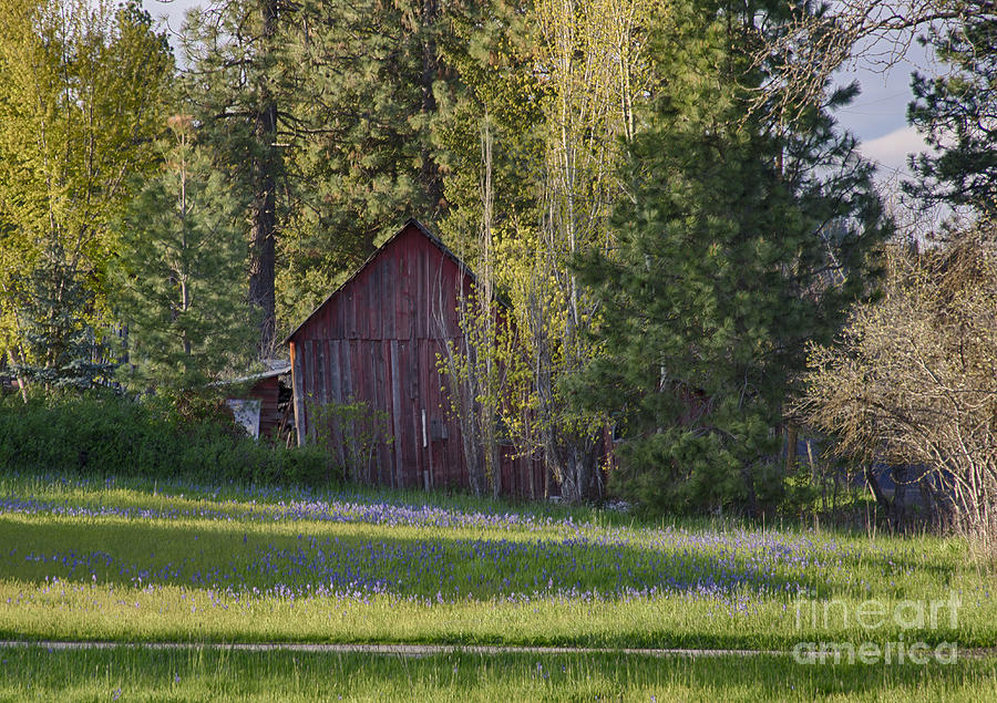 Spring Photograph - Camas and Barn by Idaho Scenic Images Linda Lantzy