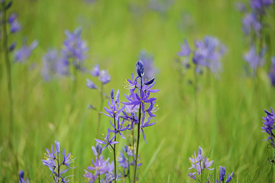 Camas Flower Photograph by Whispering Peaks Photography