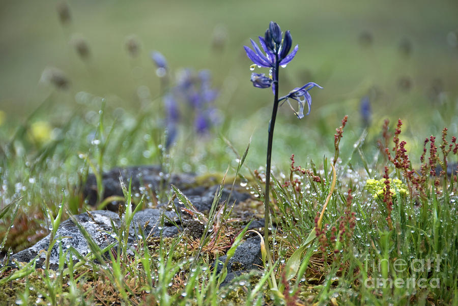 Camas in the Mist Photograph by Jill Greenaway