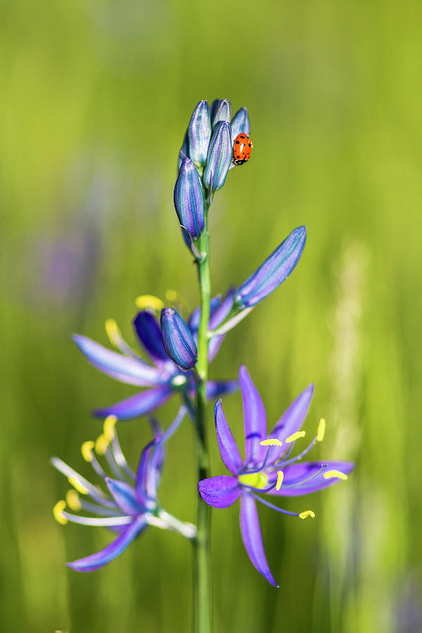 Camas Ladybug Photograph by Mark Kiver