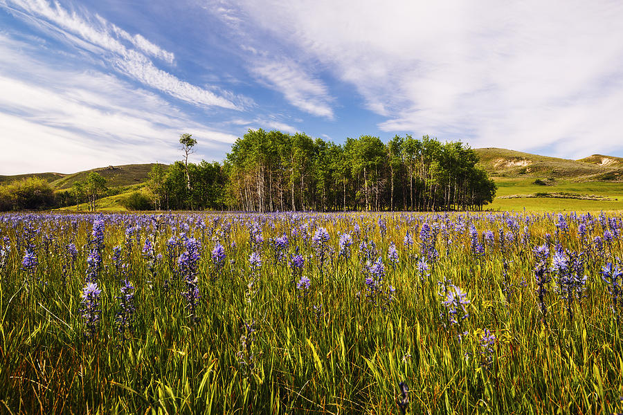 Camas Lily Bloom In Camas Prairie Idaho Usa Photograph by Vishwanath Bhat