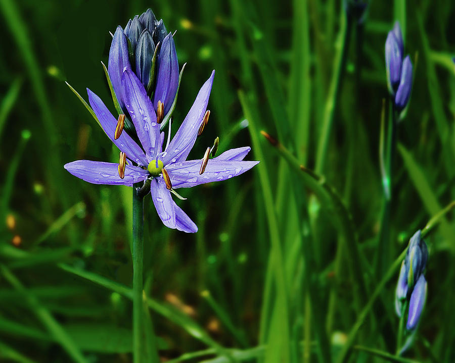 Camas Lily Photograph by John Christopher
