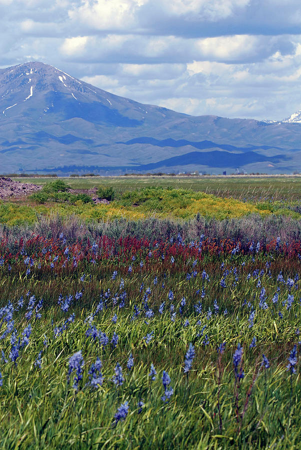 Camas Prairie in Bloom Photograph by Michelle Halsey