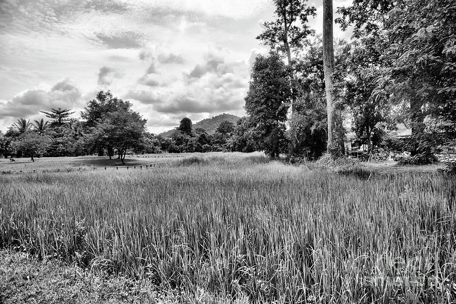 Tree Photograph - Cambodia Country Side BW by Chuck Kuhn