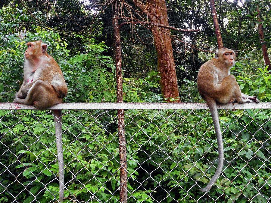 Cambodia Monkeys 1 Photograph by Ron Kandt