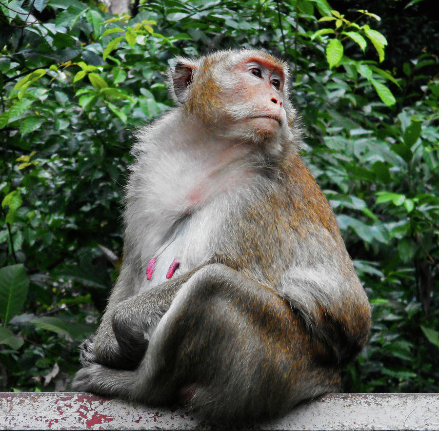 Cambodia Monkeys 2 Photograph by Ron Kandt