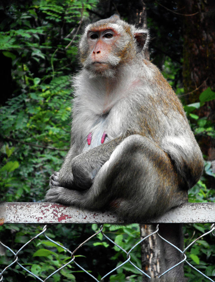 Cambodia Monkeys 3 Photograph by Ron Kandt