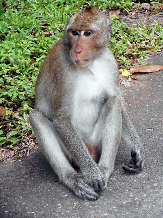 Cambodia Monkeys 4 Photograph by Ron Kandt