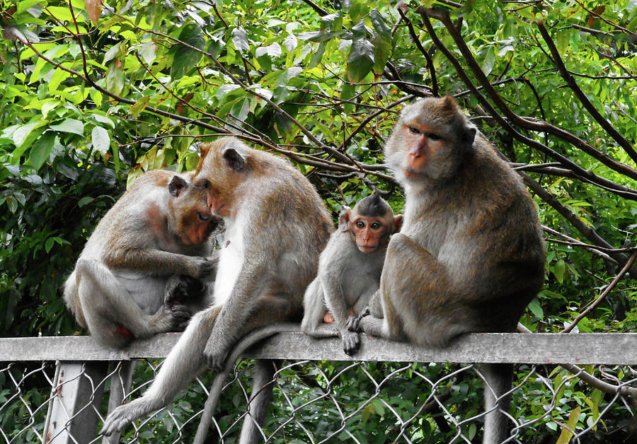 Cambodia Monkeys 5 Photograph by Ron Kandt