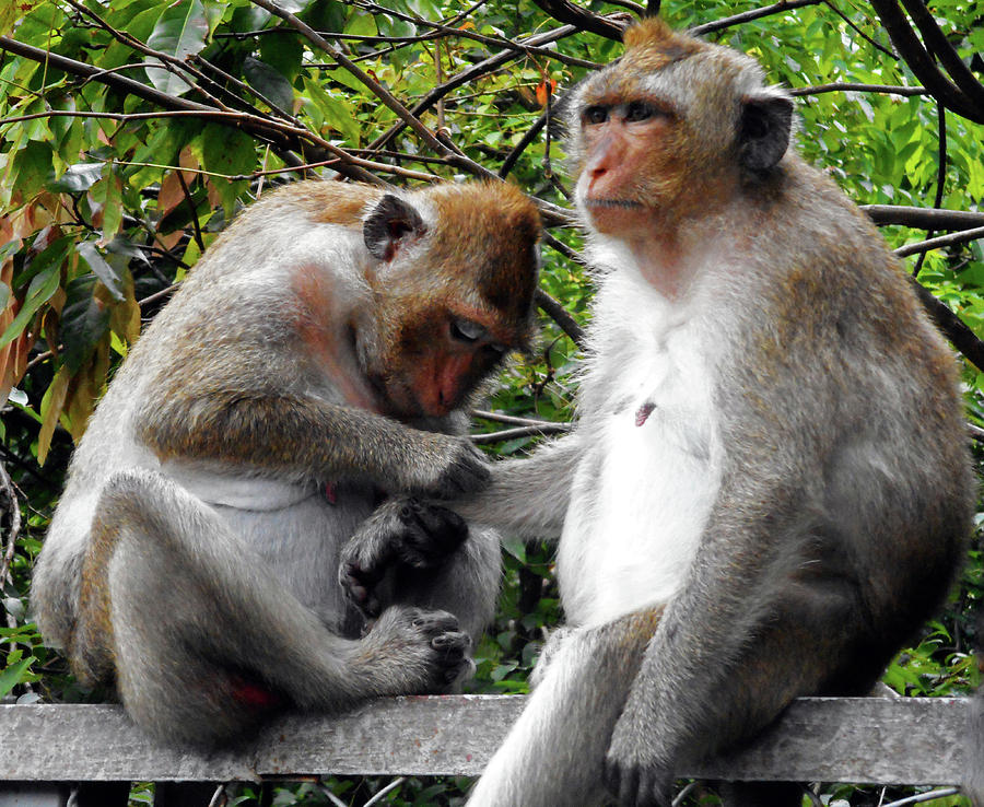 Cambodia Monkeys 6 Photograph by Ron Kandt