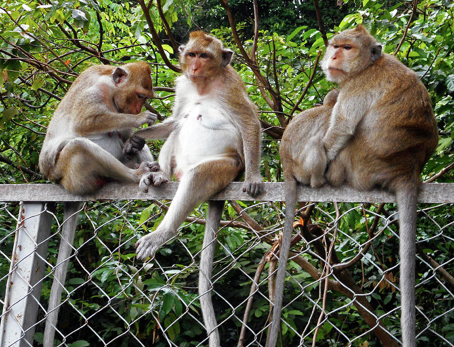 Cambodia Monkeys 7 Photograph by Ron Kandt