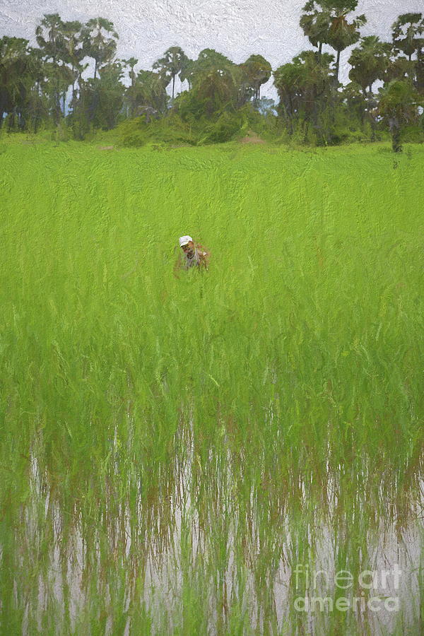 Landscape Digital Art - Cambodian Boy Rice Fields 2020 Art  by Chuck Kuhn