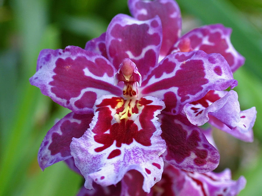 Cambria Orchid Photograph by Juergen Roth