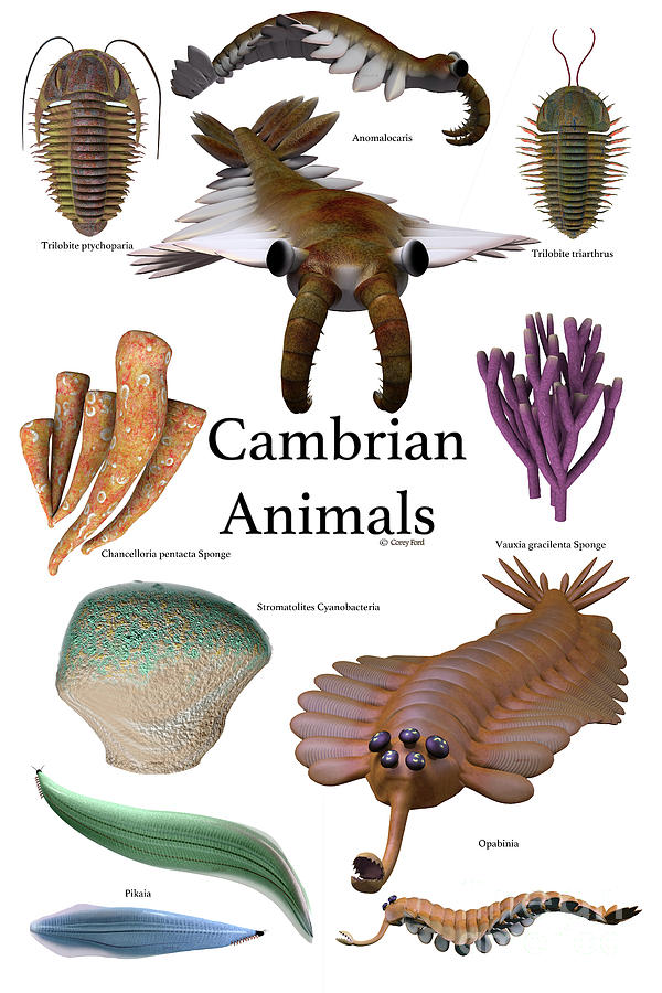 Cambrian Animals Digital Art by Corey Ford - Fine Art America