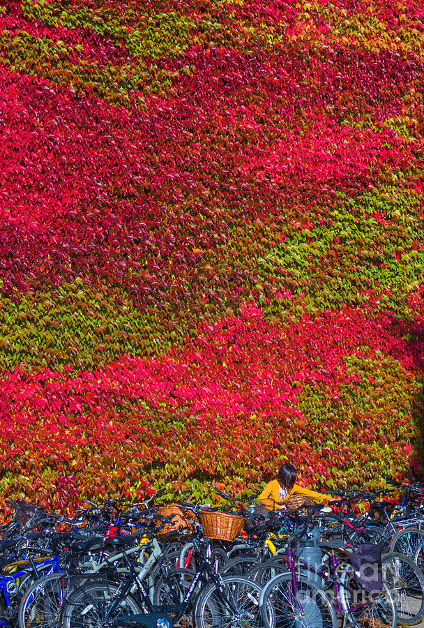 Cambridge autumn  Photograph by Andrew Michael