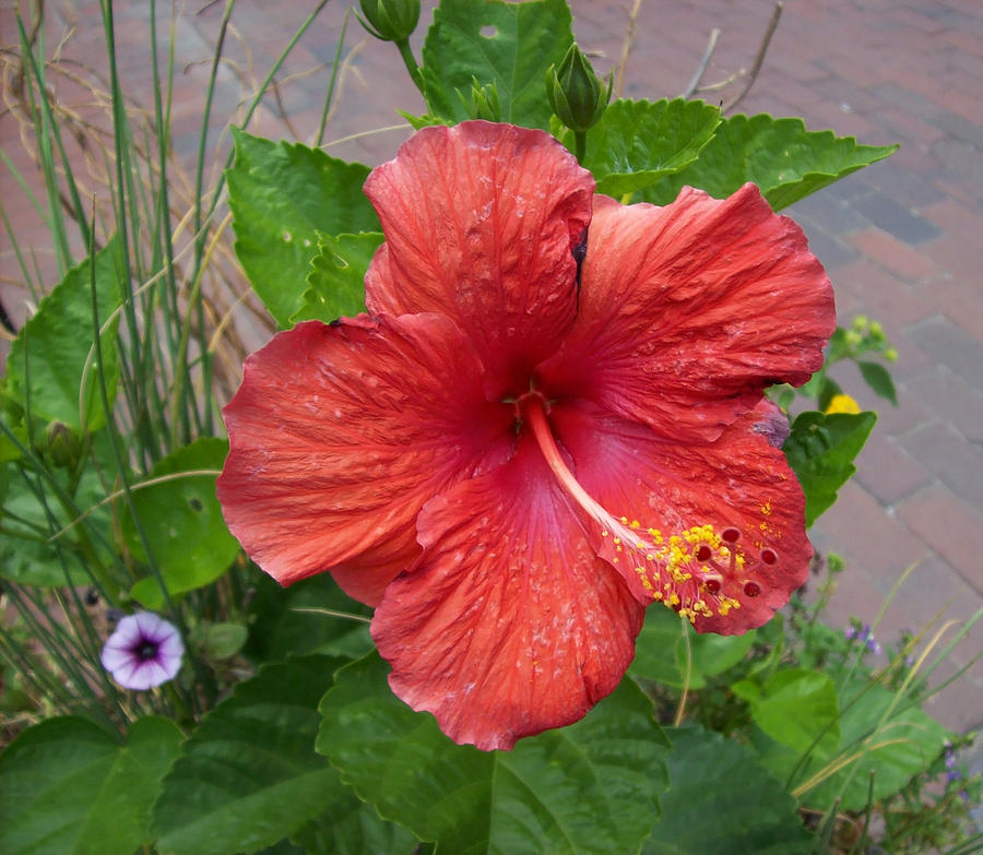 Summer Photograph - Hibiscus Potted Garden by Mary Ann Weger