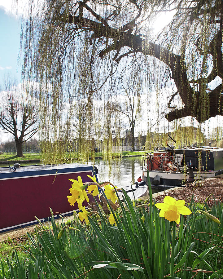 Cambridge Riverbank In Spring Photograph by Gill Billington
