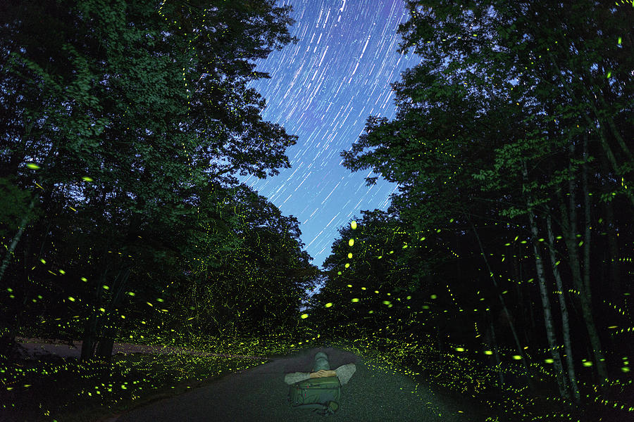 Camden Hills Fireflies Photograph by Hal Mitzenmacher