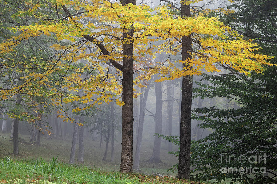 Yellow birch tree in fog Photograph by Kevin Shields