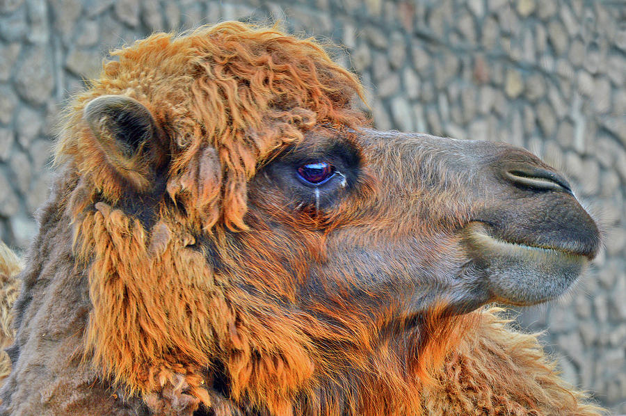 Camel Photograph - Camel. by Andy i Za