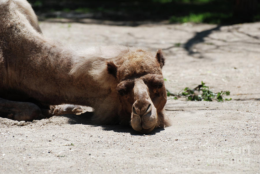 Camel Asleep and Basking in the Sunshine Photograph by DejaVu Designs ...