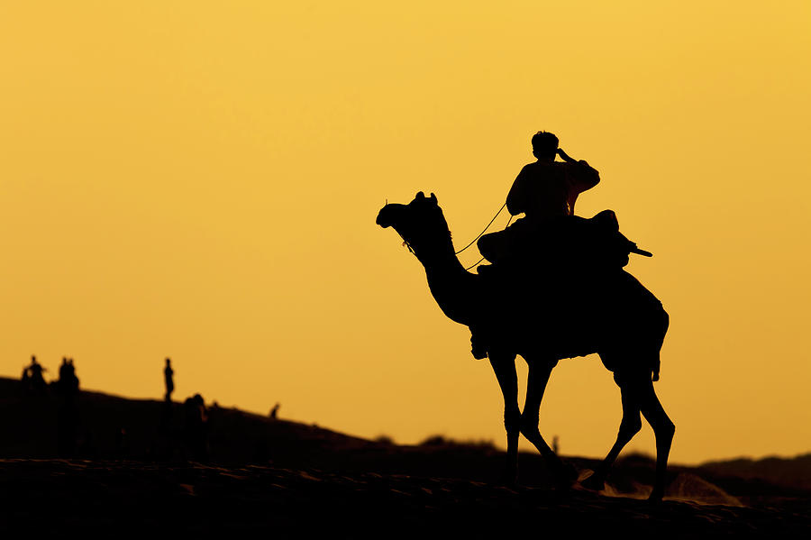 Camel at Jaisalmer, India by Mahesh Balasubramanian Camel at Jaisalmer, India by Mahesh Balasubramanian