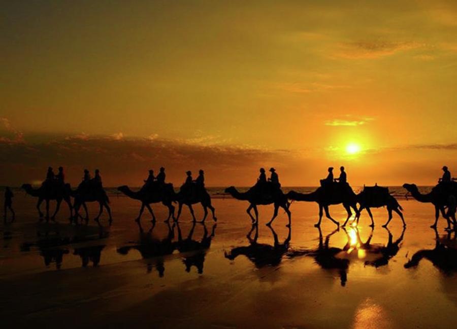Australia Photograph - Camel At Sunset On Cable by Seiji Hori