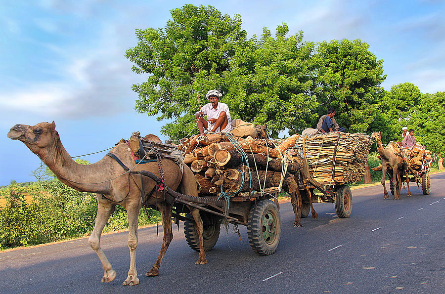 Camel Caravan Photograph By Sharon Ann Sanowar