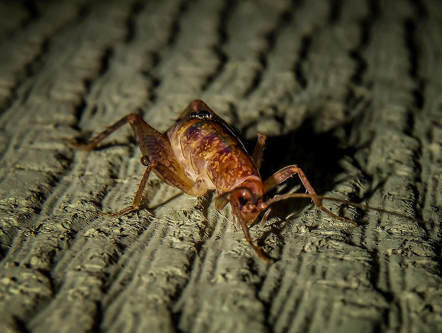 Camel Cricket Photograph by Reed Tim