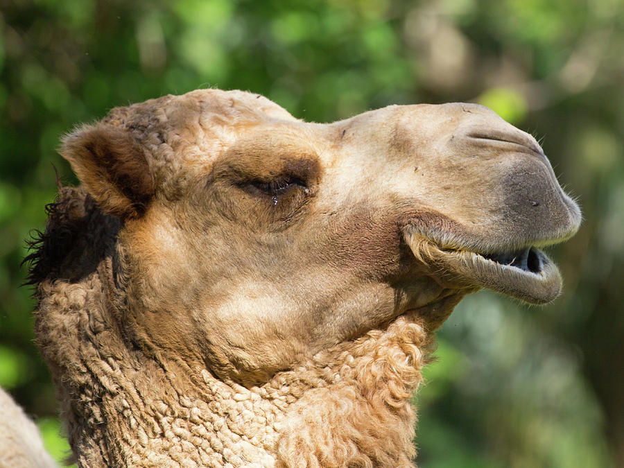 Camel Photograph by Dart Humeston