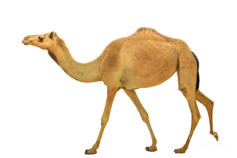 Camel dromedary isolated Photograph by Benny Marty
