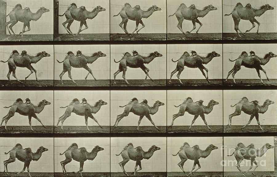 Black And White Photograph - Camel by Eadweard Muybridge