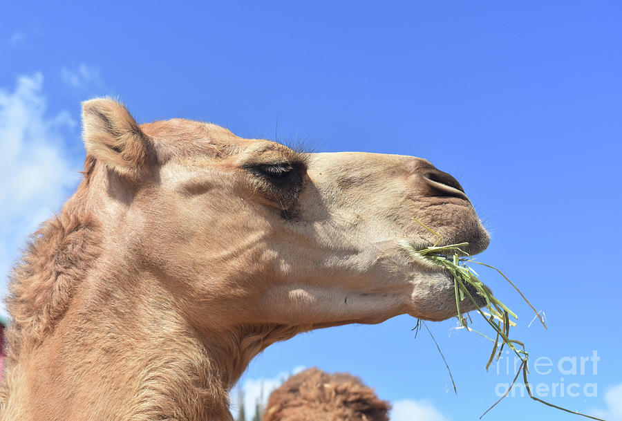 Camel Eating Hay on a Beautiful Day with Blue Skies and White Cl