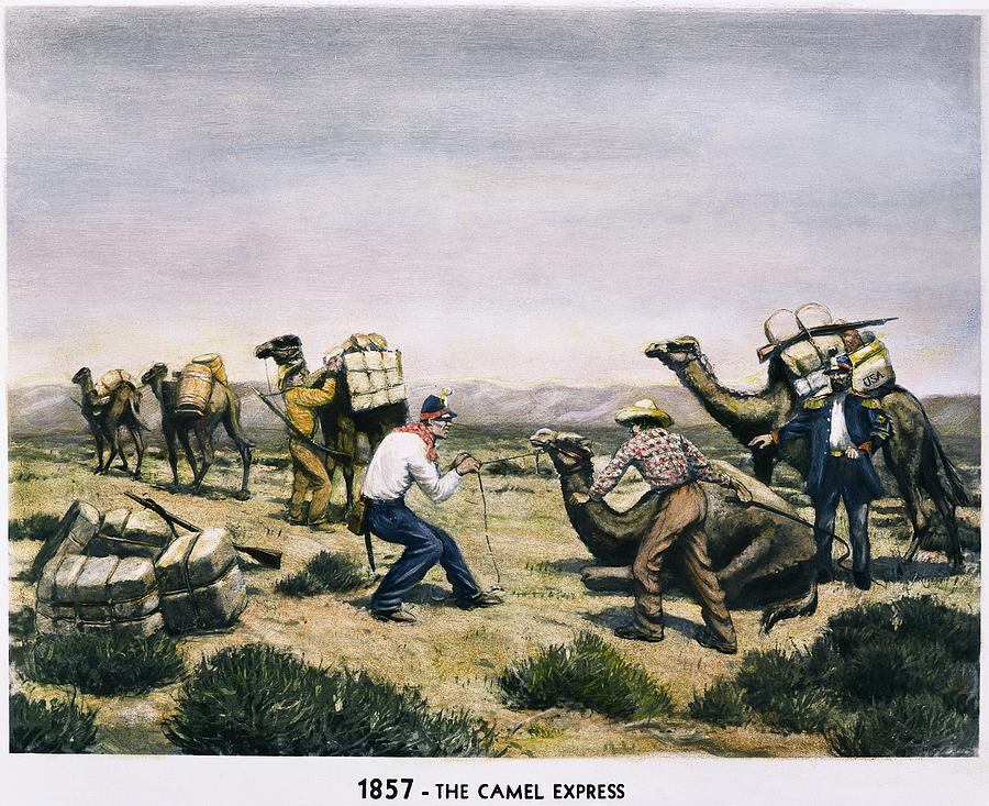 Transportation Photograph - Camel Express, 1857 by Granger