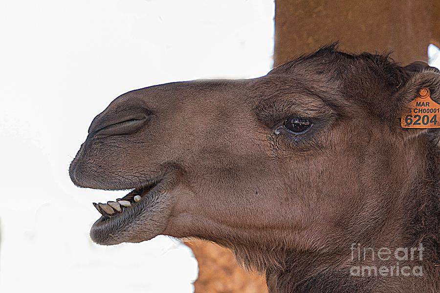 Camel Photograph - Camel face by Jim Wright