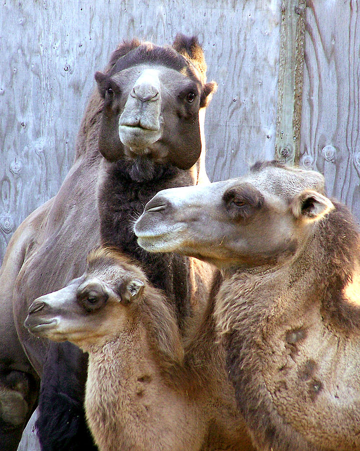 Camel Family 2 Photograph by Gene Tatroe