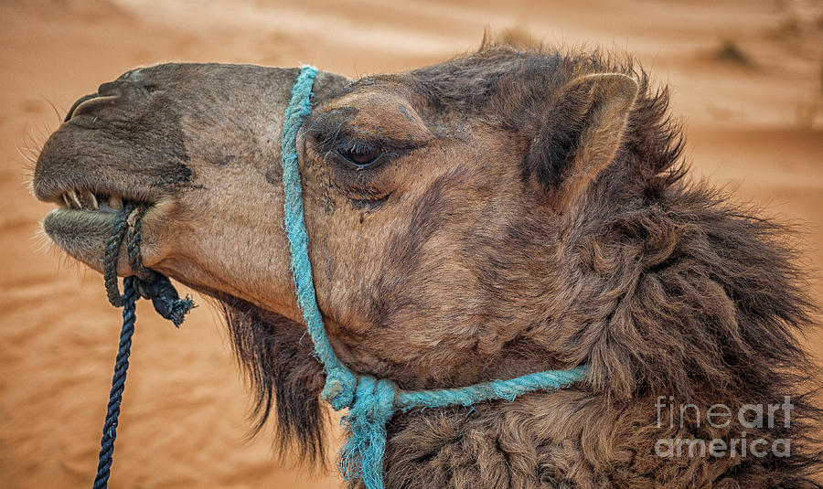 Camel head  Photograph by Patricia Hofmeester