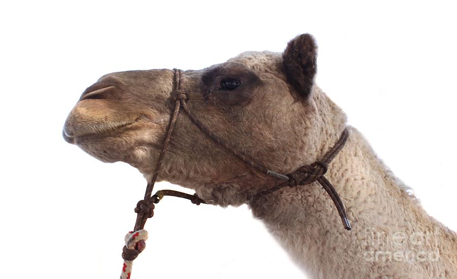 Camel Photograph by Henrik Lehnerer