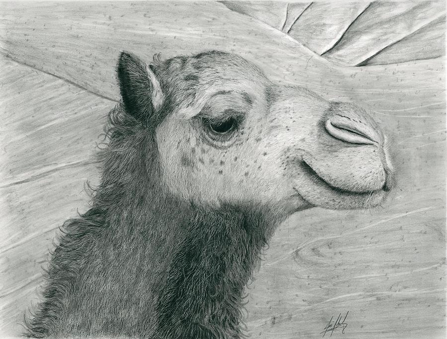 Camel in Desert Drawing by James Schultz Pixels