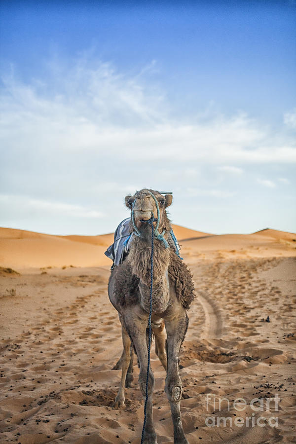 Camel on the sand n the desert Photograph by Patricia Hofmeester