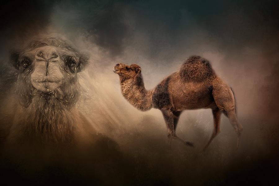 Camel In The Spotlight with Pencil Photograph by Jai Johnson