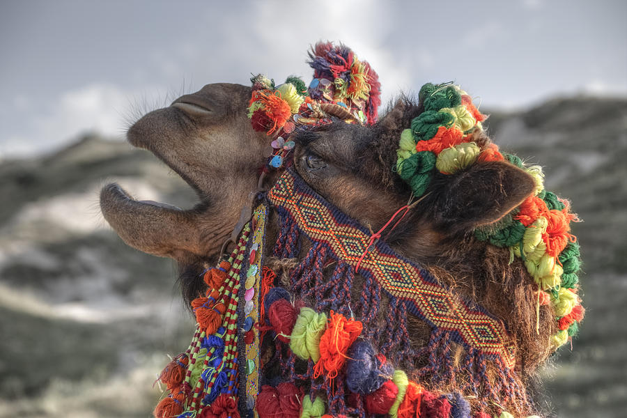 Camel Photograph by Joana Kruse