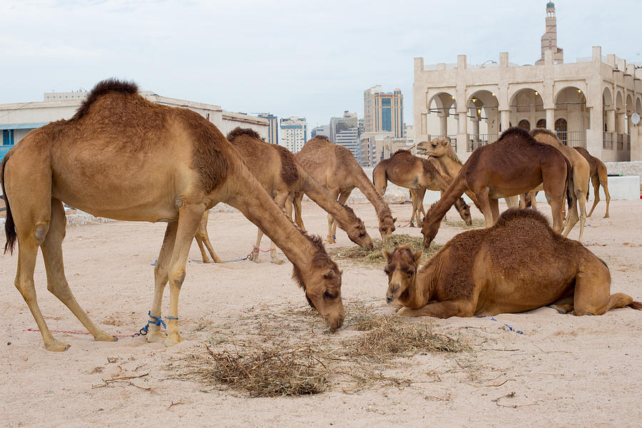 Camel lineup Photograph by Paul Cowan
