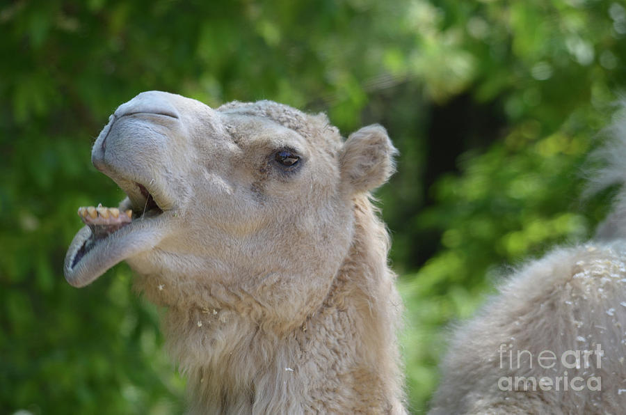 Camel Making Very Funny Faces with His Lips Photograph by DejaVu Designs -  Fine Art America