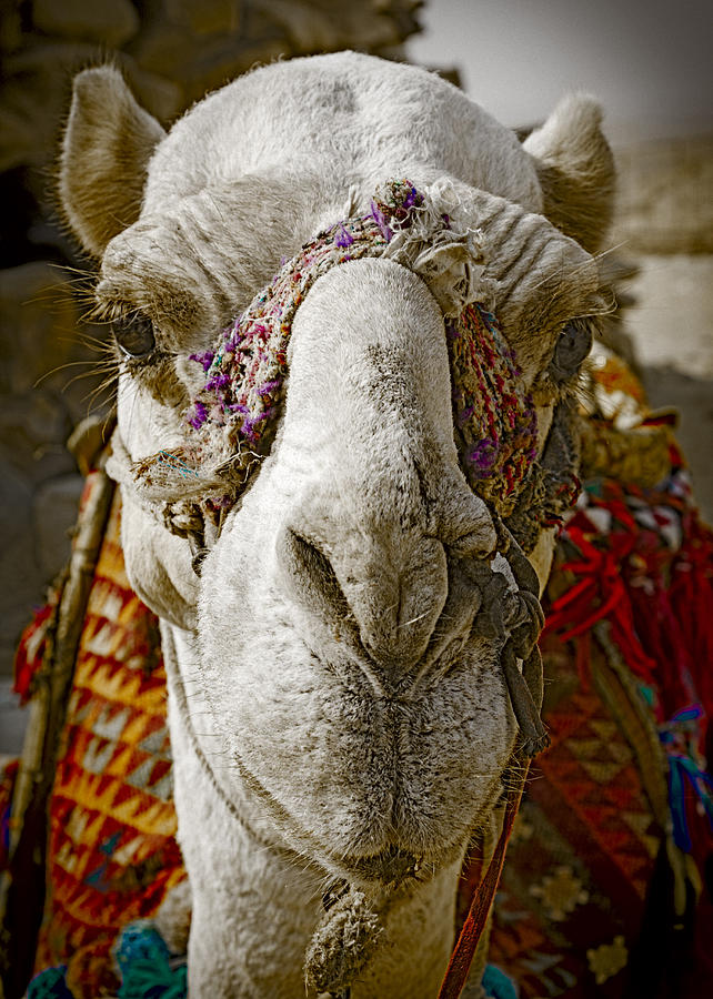 Camel Photograph by Patrick Kain