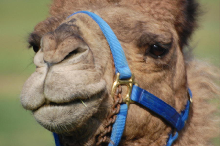 Camel Photograph by Patty Vicknair